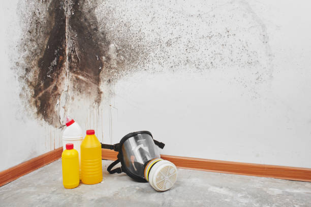 Best Attic Mold Removal  in Litchfield Park, AZ