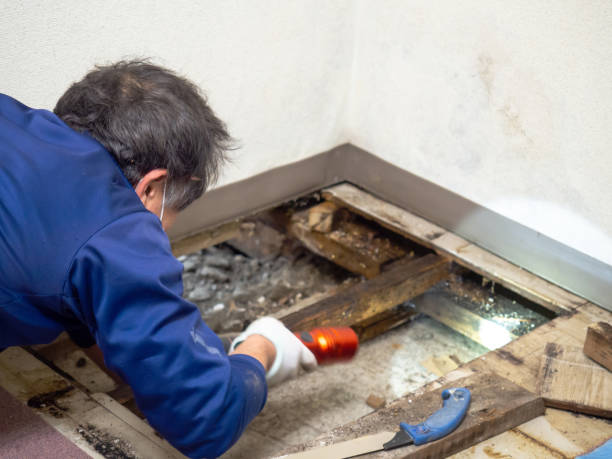 Best Mold Damage Repair  in Litchfield Park, AZ