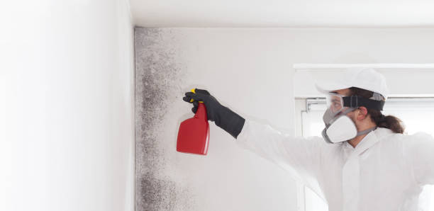 Mold Removal Process in Litchfield Park, AZ