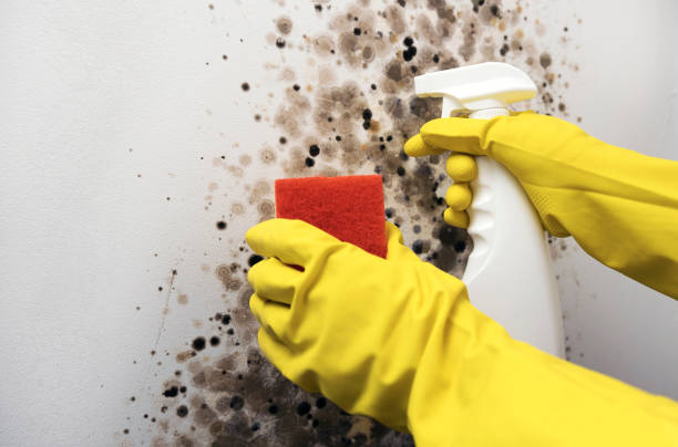 Best Mold Removal Process  in Litchfield Park, AZ