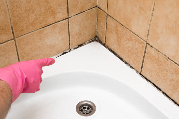 Best Crawl Space Mold Removal  in Litchfield Park, AZ